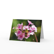 Tarjeta de felicitación Hummingbird Moth Blank
