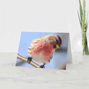 Tarjeta de felicitación inclinable del Redpoll