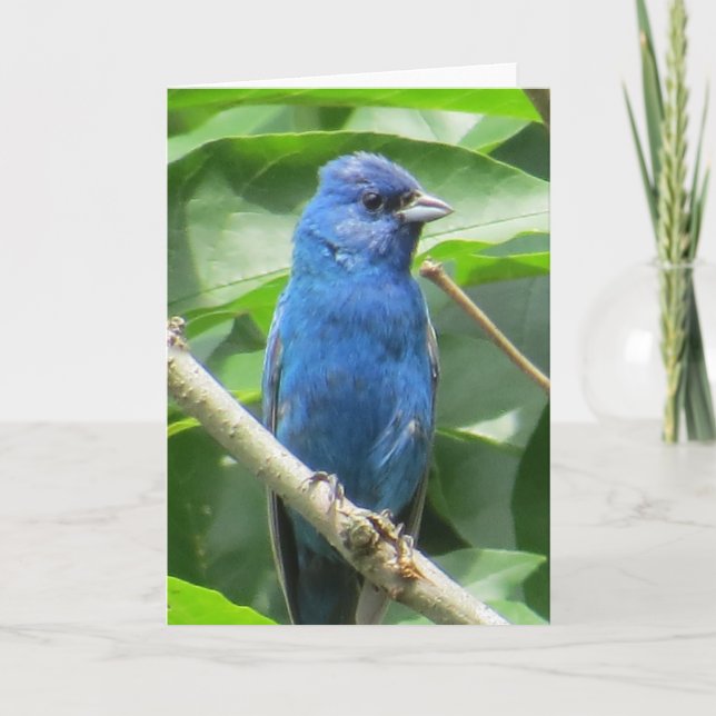 Tarjeta de felicitación Indigo Bunting (Anverso)
