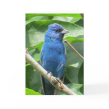 Tarjeta de felicitación Indigo Bunting