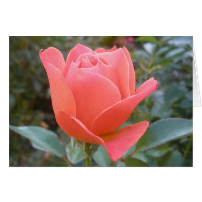 Tarjeta de felicitación interior en blanco (Anverso (Horizontal))