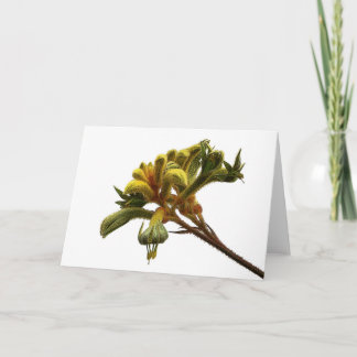 Tarjeta de felicitación - Kangaroo Paw