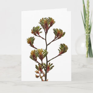Tarjeta de felicitación - Kangaroo Paw