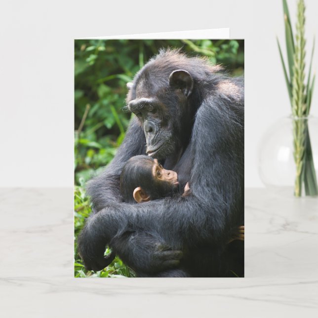 Tarjeta de felicitación Kibale Chimpanzee - "Mama  (Anverso)
