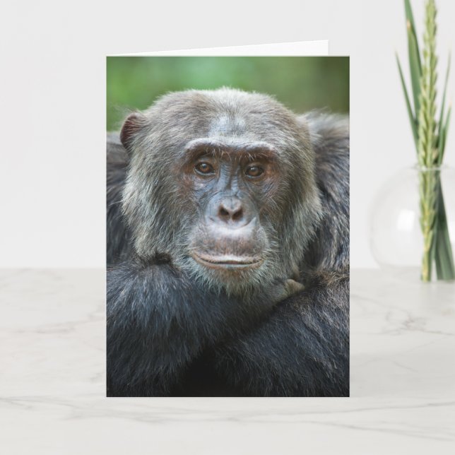 Tarjeta de felicitación Kibale Chimpanzee - Retrat (Anverso)