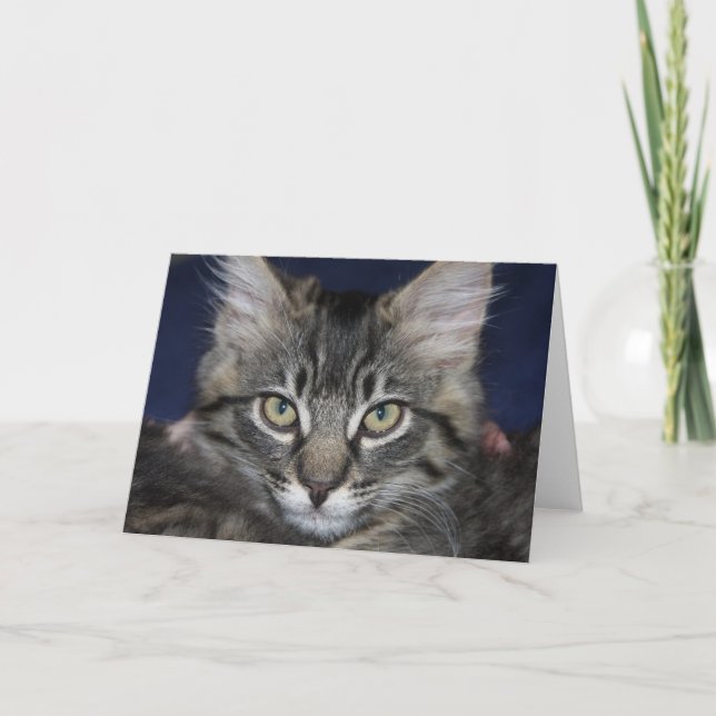 Tarjeta de felicitación Kimber Kitten Blank (Anverso)