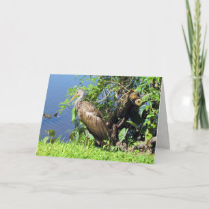 Tarjeta de felicitación Limpkin