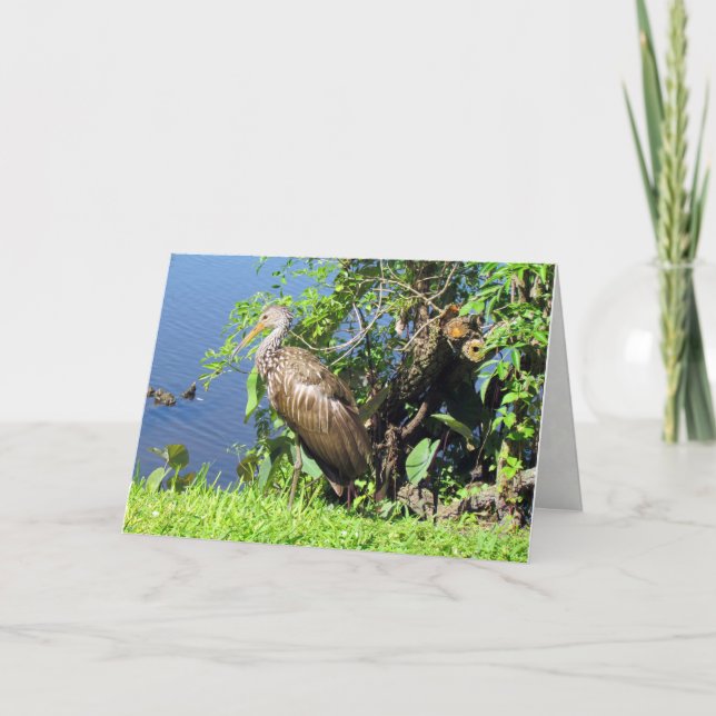 Tarjeta de felicitación Limpkin (Anverso)