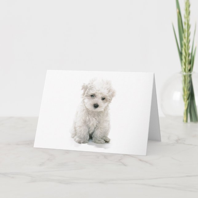 Tarjeta de felicitación linda de Bichon Frise (Anverso)