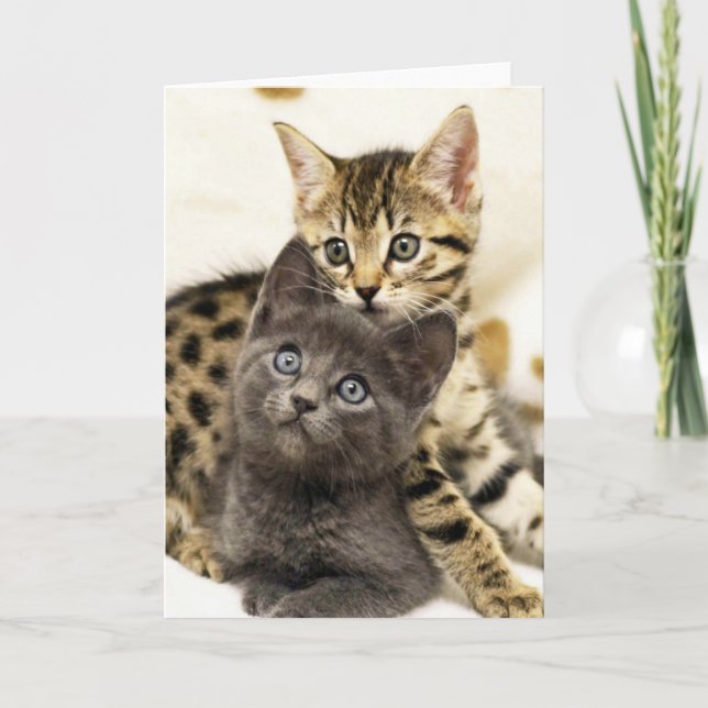 Tarjeta de felicitación linda de los gatitos del (Anverso)