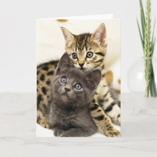Tarjeta de felicitación linda de los gatitos del