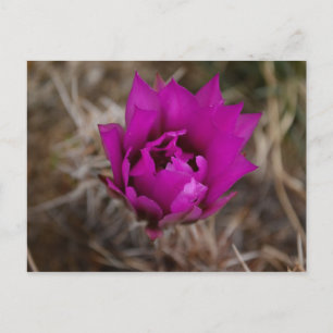 Tarjeta de felicitación Lone Purple Cactus Flower 
