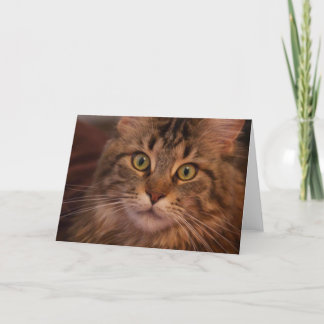 Tarjeta de felicitación Maine Coon