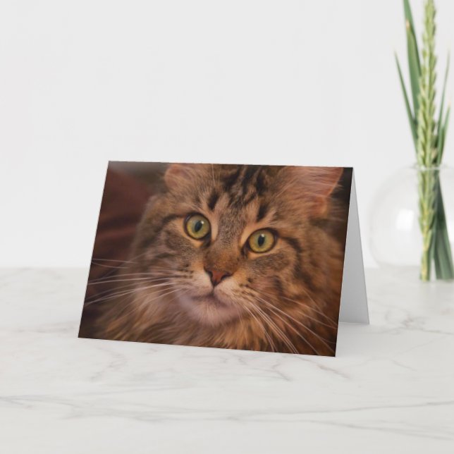 Tarjeta de felicitación Maine Coon (Anverso)