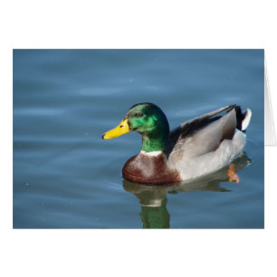 Tarjeta de felicitación Mallard Duck All Occasis