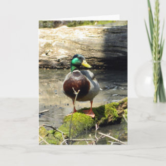 Tarjeta de felicitación Mallard Duck (Woods)
