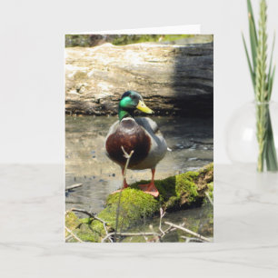 Tarjeta de felicitación Mallard Duck (Woods)