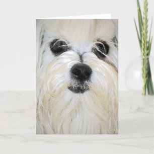 Tarjeta de felicitación maltesa