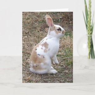 Tarjeta de felicitación manchada del conejo de