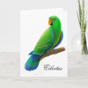 Tarjeta de felicitación masculina del loro de