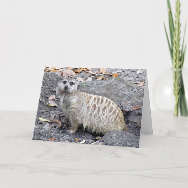 Tarjeta de felicitación Meerkat (1043) (Anverso)