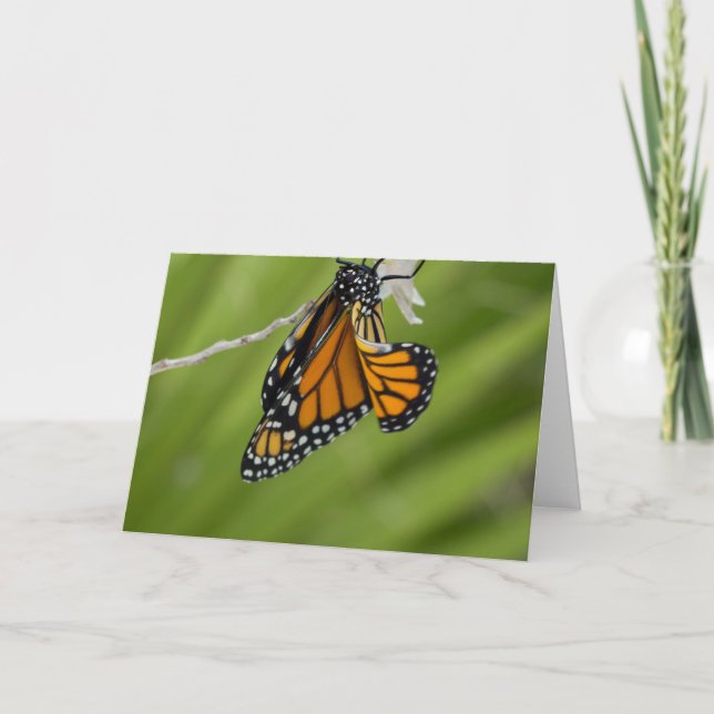 Tarjeta de felicitación Monarch Butterfly Blank (Anverso)