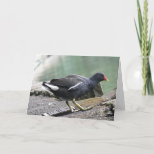 Tarjeta de felicitación Moorhen