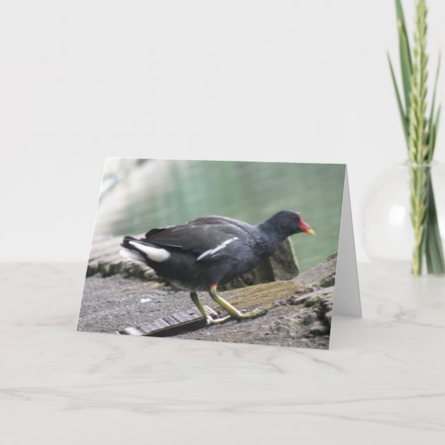 Tarjeta de felicitación Moorhen (Anverso)
