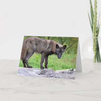 Tarjeta de felicitación negra del lobo