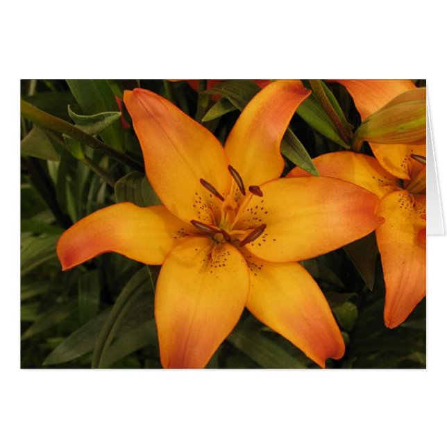 Tarjeta de felicitación/nota de Lilly (Anverso (Horizontal))