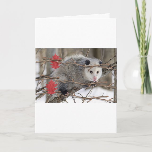 Tarjeta de felicitación Opossum Nature (Anverso)