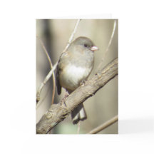 tarjeta de felicitación Oscuro-observada del Junco