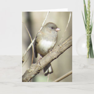 tarjeta de felicitación Oscuro-observada del Junco