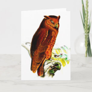 Tarjeta de felicitación Owl