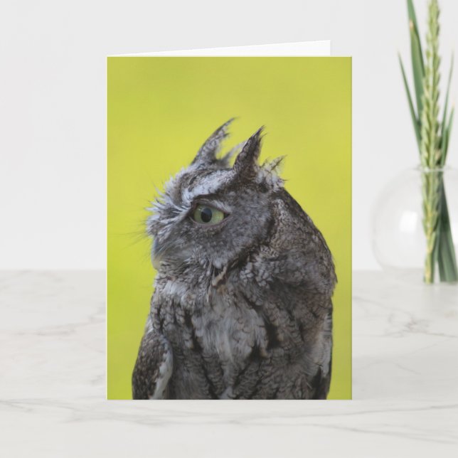 Tarjeta de felicitación Owl (Anverso)