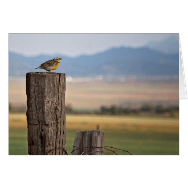 Tarjeta de felicitación para aves (Anverso (Horizontal))