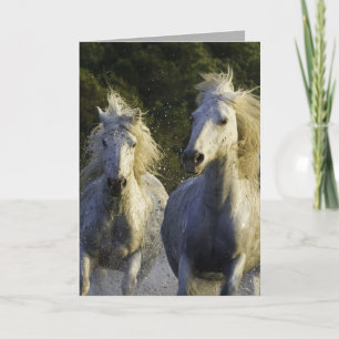 Tarjeta de felicitación para caballos de aerosol d