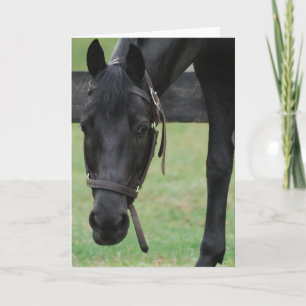 Tarjeta de felicitación para caballos negros