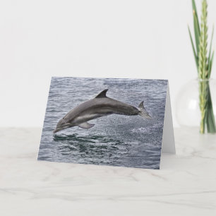 Tarjeta de felicitación para delfines