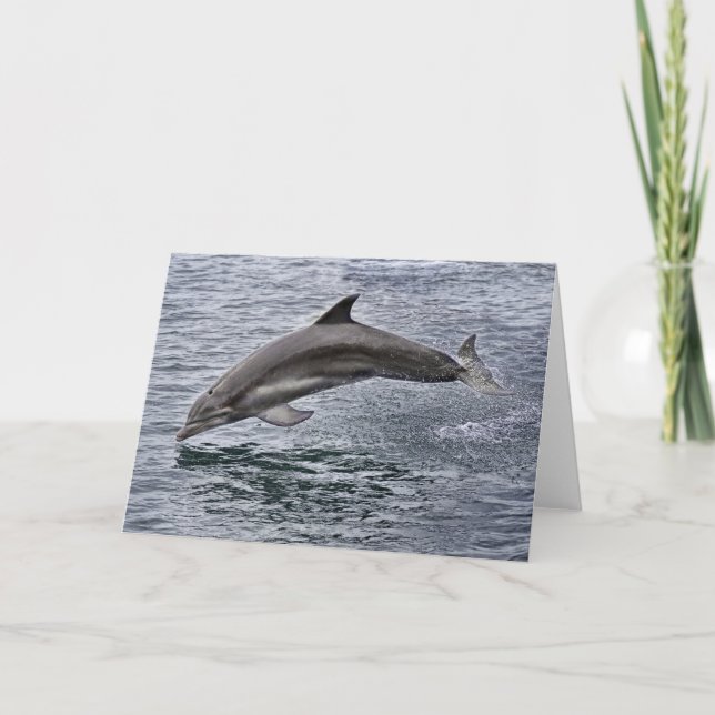 Tarjeta de felicitación para delfines (Anverso)
