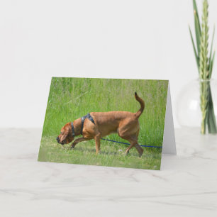 Tarjeta de felicitación para fotografía de perro r