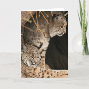 Tarjeta de felicitación para fotos de Bobcat