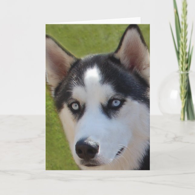 Tarjeta de felicitación para fotos Husky (Anverso)