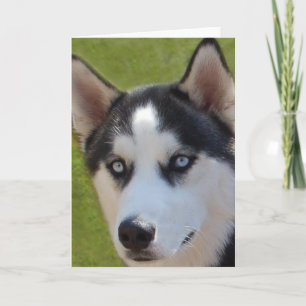Tarjeta de felicitación para fotos Husky