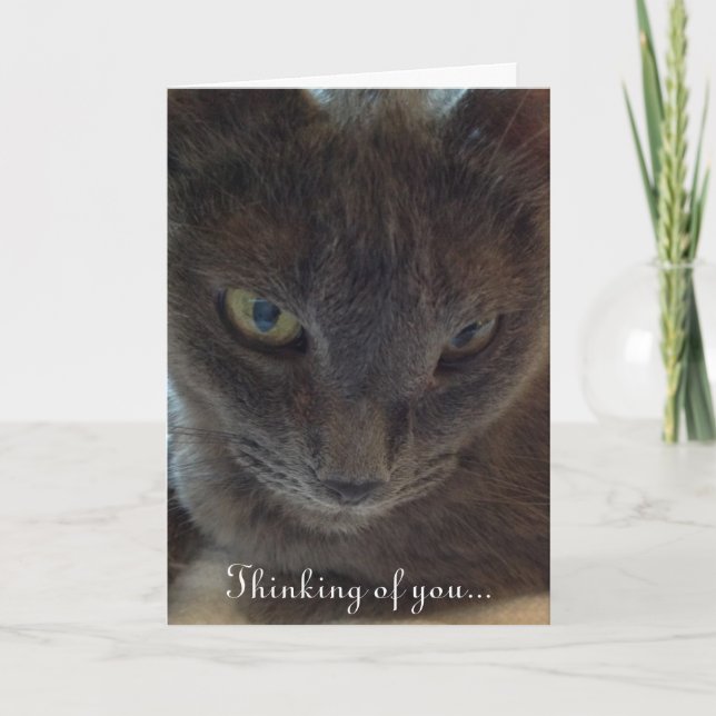 Tarjeta de felicitación para gato Kitty (Anverso)