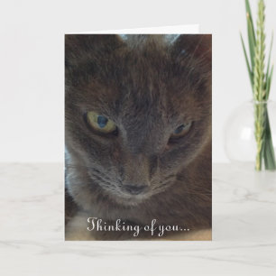 Tarjeta de felicitación para gato Kitty