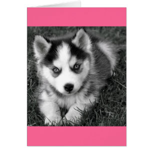 Tarjeta de felicitación para perro en blanco Husky