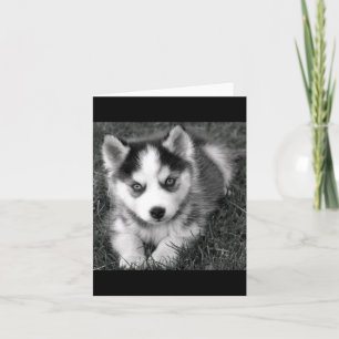 Tarjeta de felicitación para perro en blanco Husky