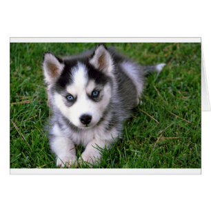Tarjeta de felicitación para perro en blanco Husky