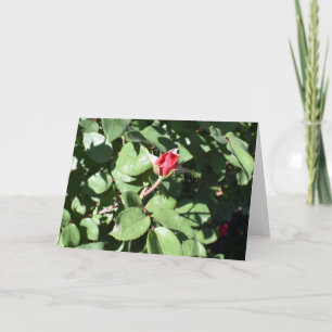 Tarjeta de felicitación para rosas